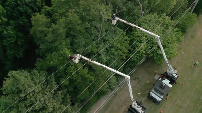 Professional Tree Care  in Tiburon, CA